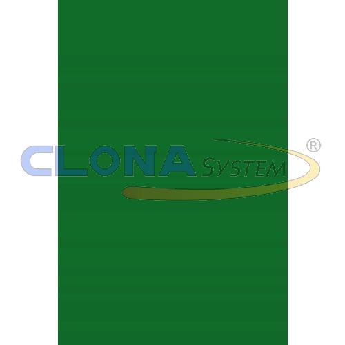 Risma cartoncino Canson Vivaldi A4, 185g. Verde Abete 31 (conf. 50 fogli)